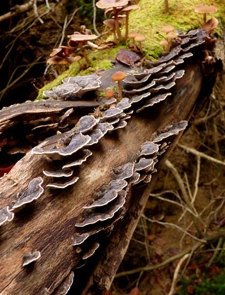 Fruiting bodies on bark-less English oak in Hockley Woods, Essex.